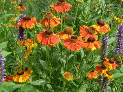 Ecologische en spirituele tuinen headerbeeld